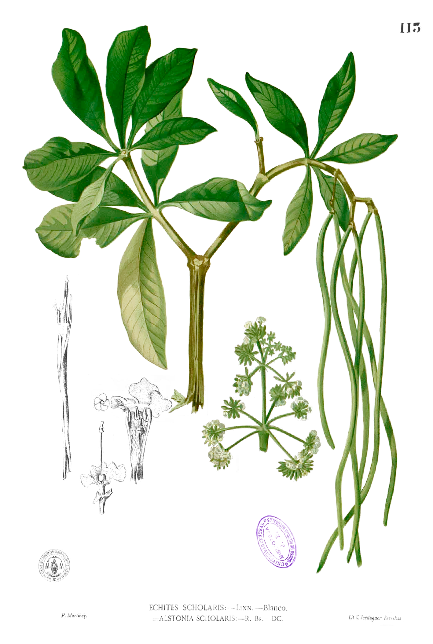 Imagem de referência de Alstonia, descrito nos dados abertos como género de plantas