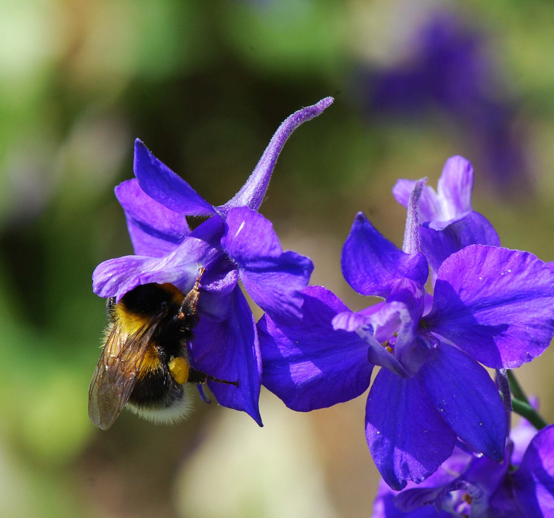 Imagem de referência de Delphinium, descrito nos dados abertos como género de plantas