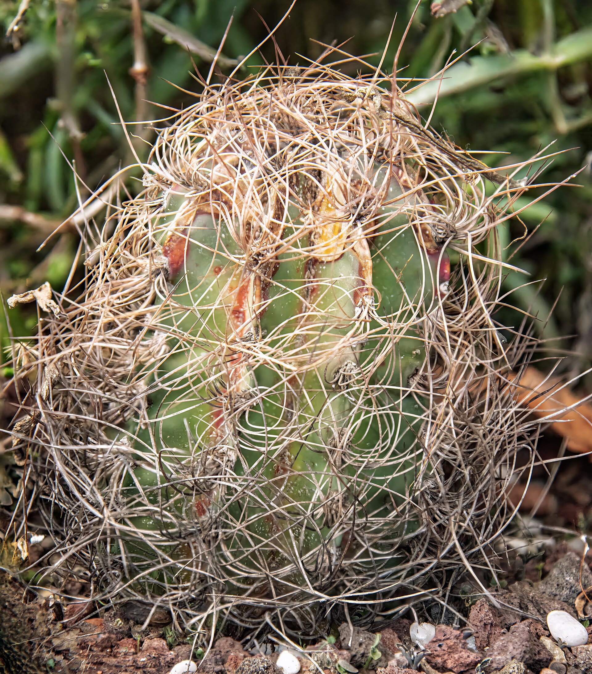 Imagem de referência relacionada a Astrophytum capricorne, item descrito como registro de referência sobre Astrophytum capricorne, organizado a partir de dados estruturados abertos