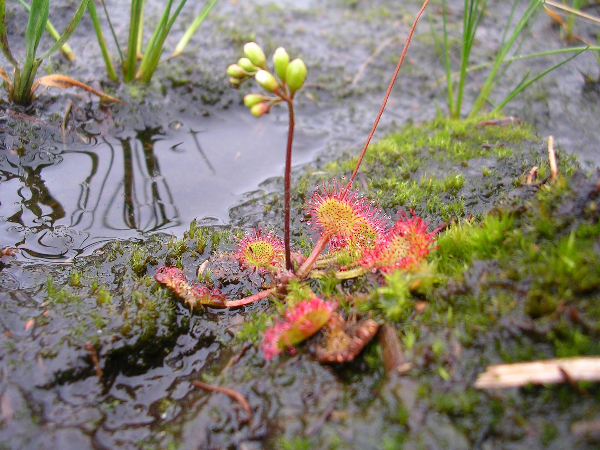 Imagem de referência relacionada a Drosera rotundifolia, item descrito como registro de referência sobre Drosera rotundifolia, organizado a partir de dados estruturados abertos