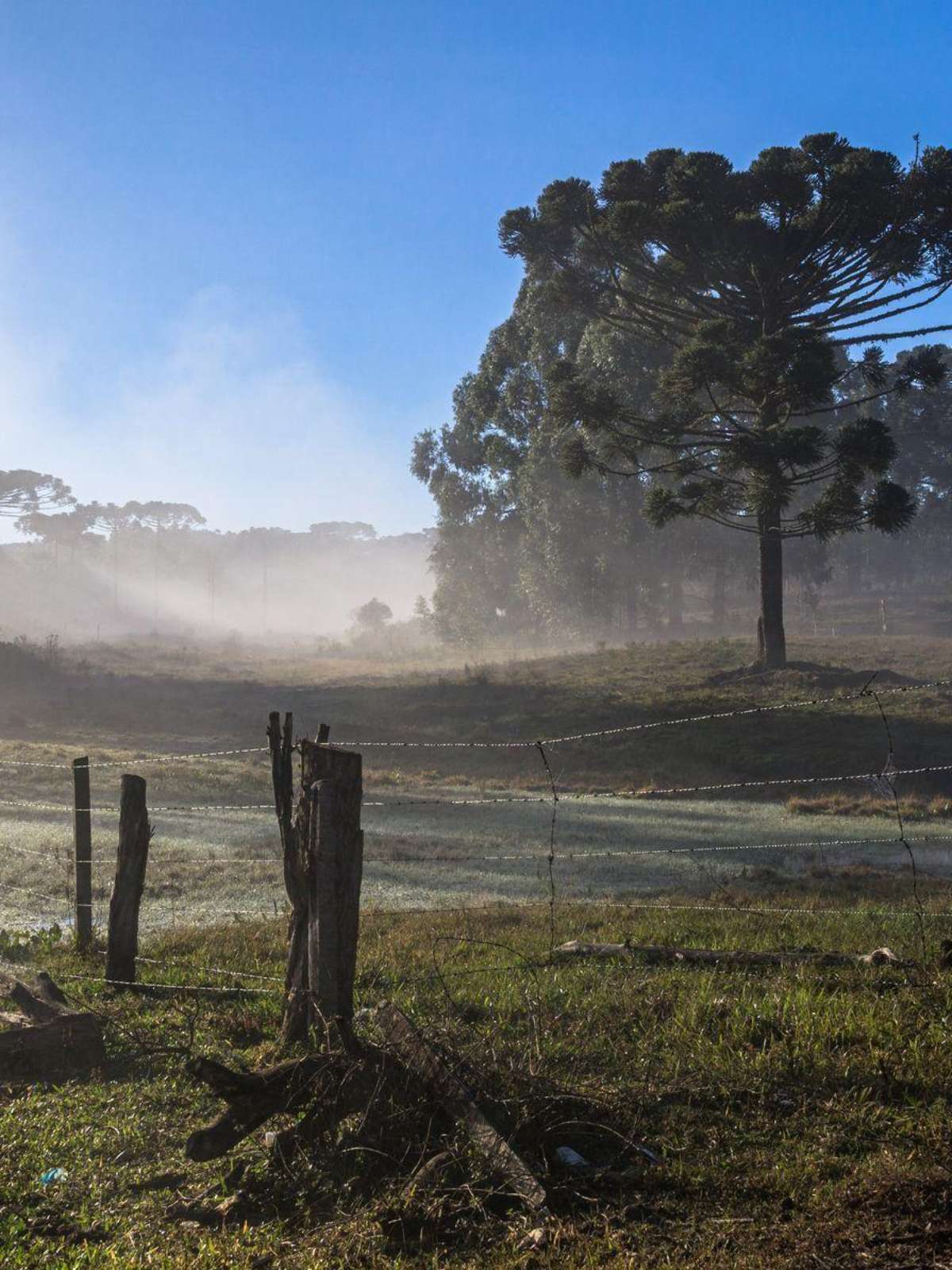 Primavera começa nesta terça: o que esperar da estação com o El Niño no Brasil