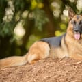 Los veterinarios coinciden: el pastor alemán es la raza canina más protectora