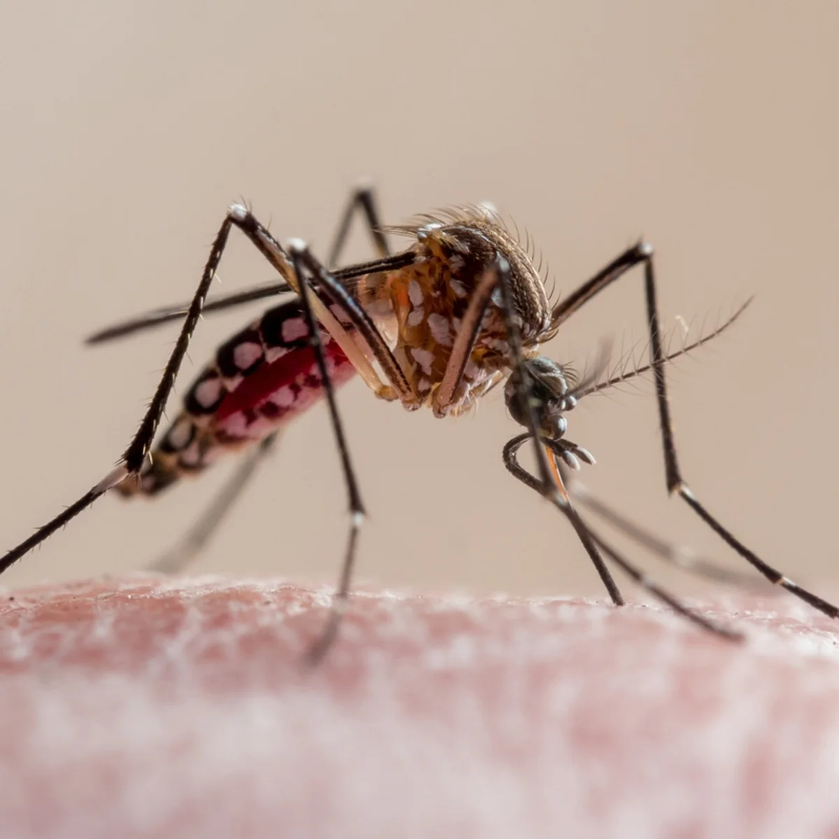 Dengue: condados da Flórida declaram emergência após surto; 1 pessoa morreu