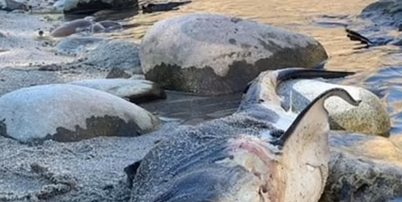 O tubar&atilde;o-salm&atilde;o foi descoberto nas margens do rio Salmon em Riggins, Idaho Foto: Reprodu&ccedil;&atilde;o/Departamento de Pesca e Ca&ccedil;a de Idaho