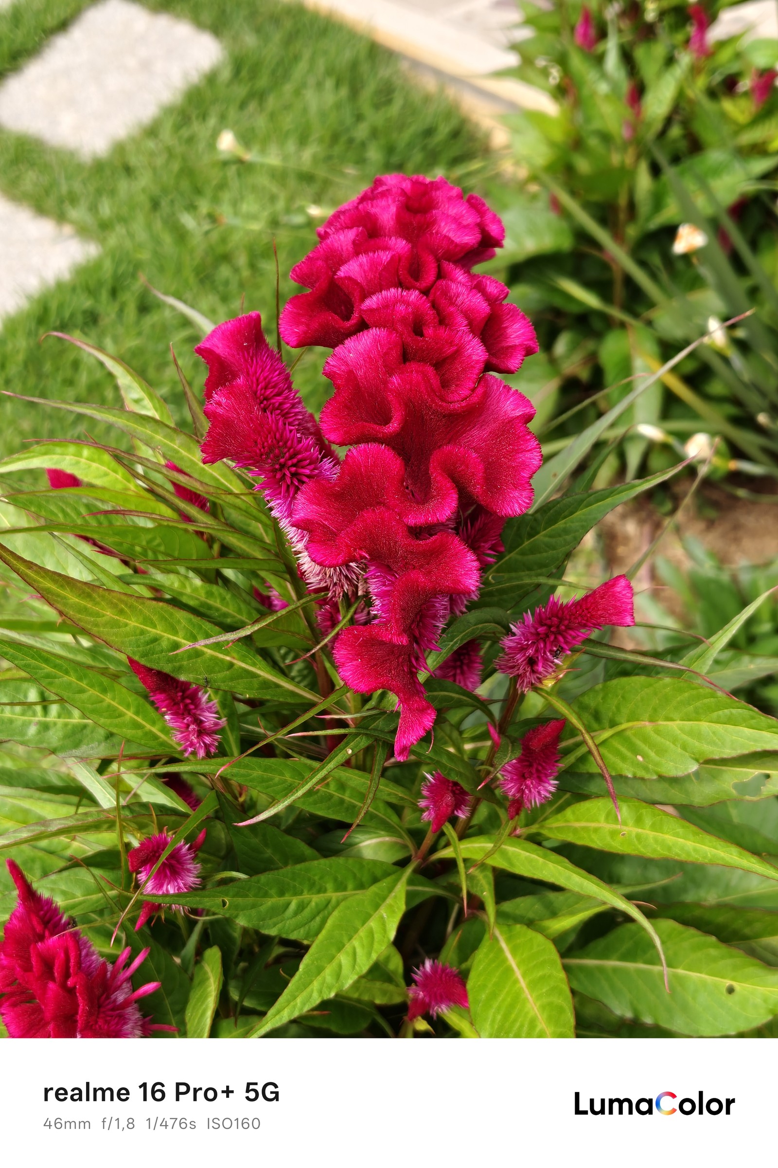 Planta vinho; foto tirada com o realme 16 Pro+ — Foto: Ana Letícia Loubak/TechTudo