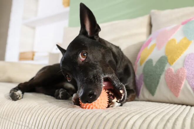 Fã de Rick e Morty? O seu cachorro merece um nome inspirado nos personagens da animação