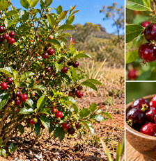 Pequena e parecida com uma cereja tradicional, a cereja-do-cerrado tem características próprias. Veja como é a fruta, qual seu sabor e onde ocorre. Foto: Imagem gerada por inteligência artificial / Catraca Livre