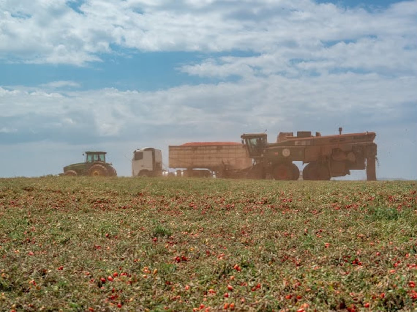 Do campo até a fábrica o tomate tem 6 horas para chegar e se transformar Foto cedida: Kraft Heinz