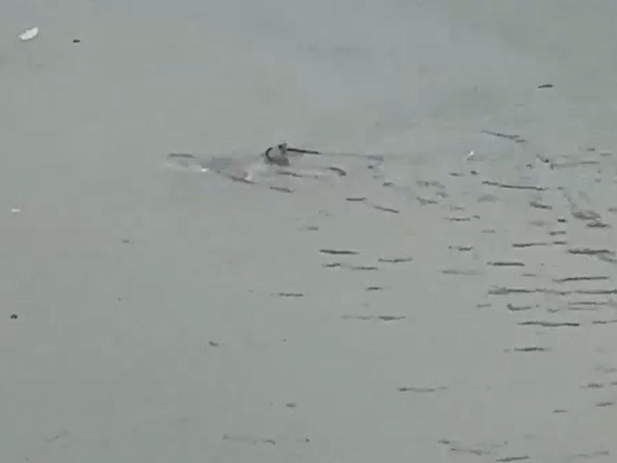 Tubarão é filmado nadando em rua alagada durante tempestade em Nova Jersey