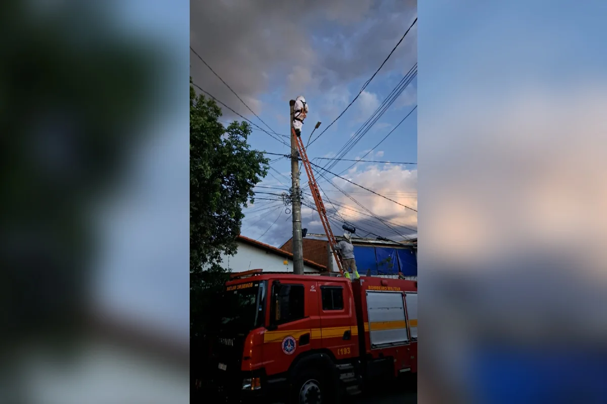 Irmãos são atacados por enxame de abelhas e homem tem parada cardíaca em MG