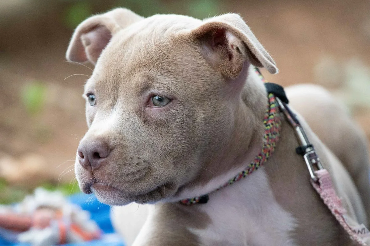 Filhotes de pit bulls ganham minichapéus para incentivar adoção e viralizam