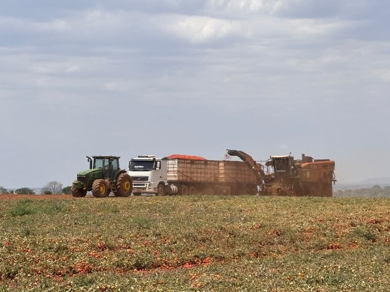 Tomate enfrenta mudanças no clima, e campo busca novas formas de adaptação