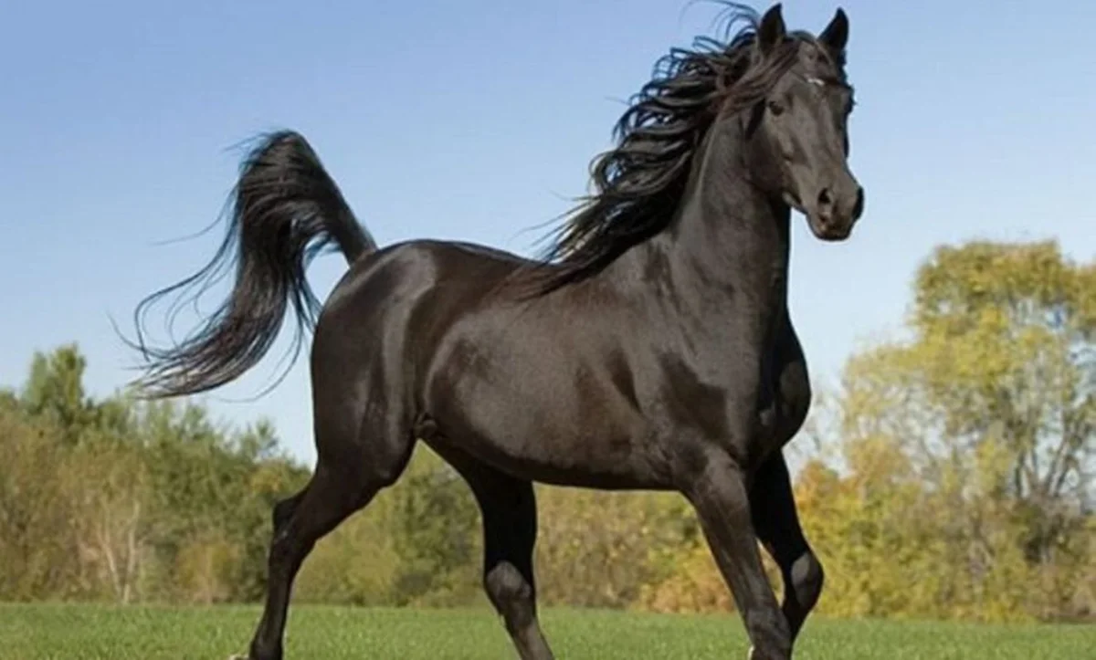 Imagem da matéria: Cavalos de luxo e shows de forró usados para lavar R$ 150 milhões do crime