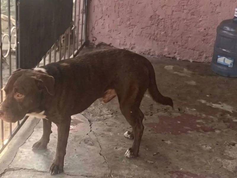 La menor fue atacada cuando regresaba de la escuela en San Pedro Sula y sufrió graves lesiones en una de sus orejas, por lo que tuvo que ser trasladada al Hospital Mario Catarino Rivas. Foto Cortesía.