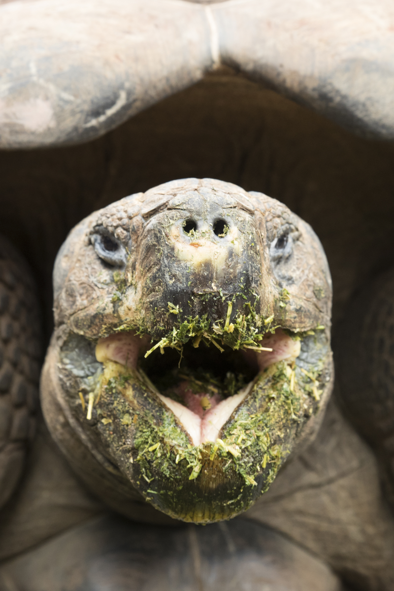 Tartaruga-gigante-de-Galápagos comemora 60 anos com banquete especial