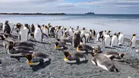 Ilmuwan Temukan Spesies Penguin Gentoo Baru Setelah Lebih dari 100 Tahun