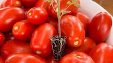 Do híbrido à colheita: como a tecnologia está mudando o cultivo do tomate