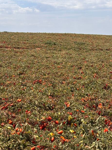 Tomate enfrenta mudanças no clima, e campo busca novas formas de adaptação