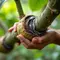 Cara Mencangkok Pohon Jambu agar Cepat Berakar dan Berbuah