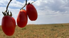 Tomate enfrenta mudanças no clima, e campo busca novas formas de adaptação