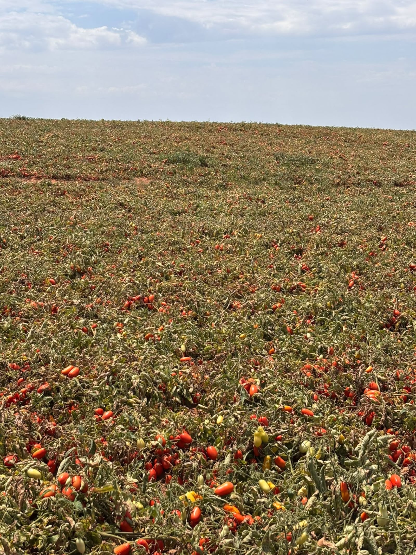 Genética, solo e manejo ajudam tomate a enfrentar extremos climáticos Foto: Arquivo pessoal