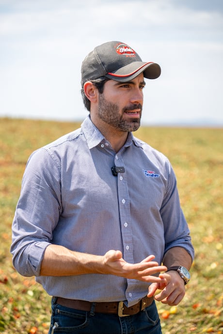 Do híbrido à colheita: como a tecnologia está mudando o cultivo do tomate