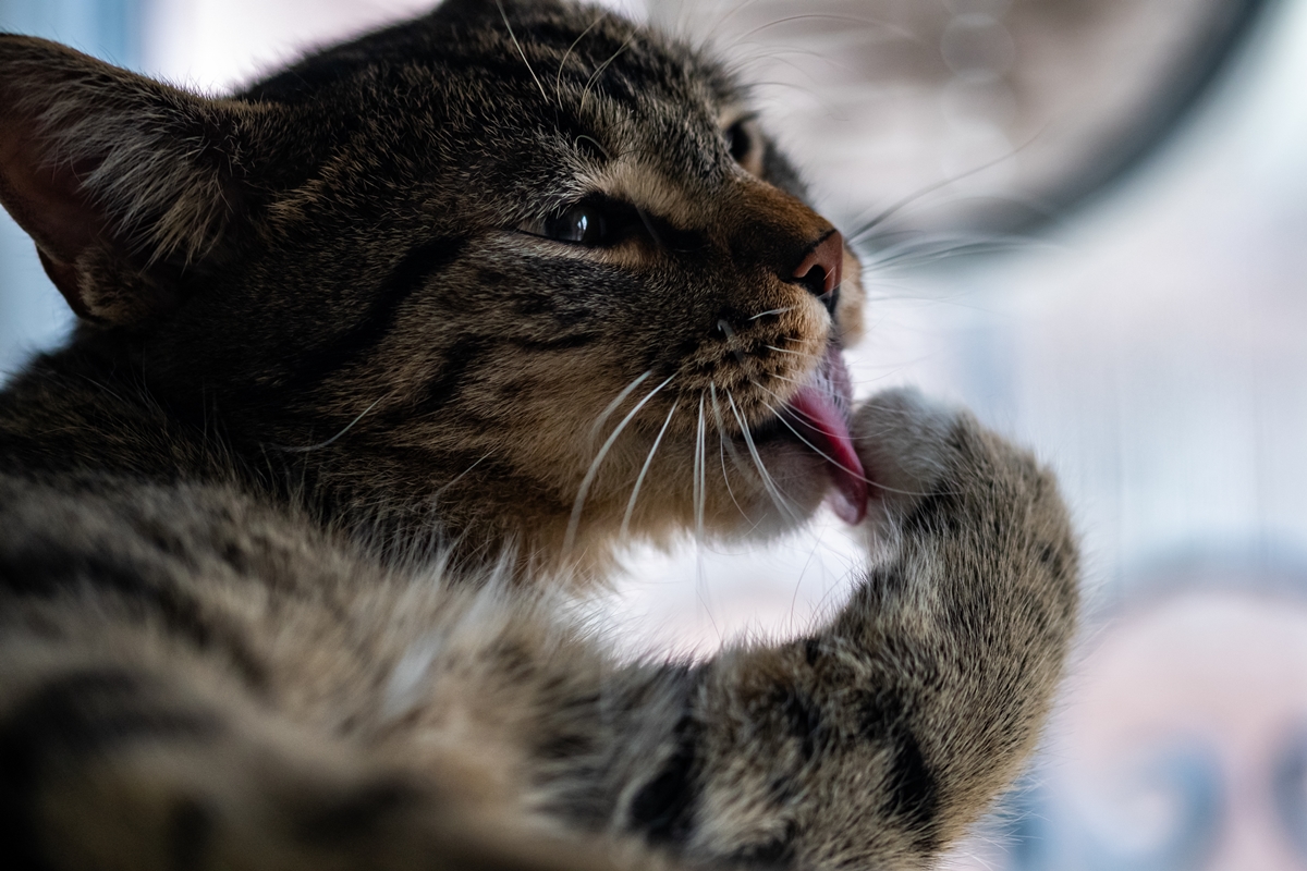 Escovação dos gatos reduz bolas de pelo e previne até problemas de saúde