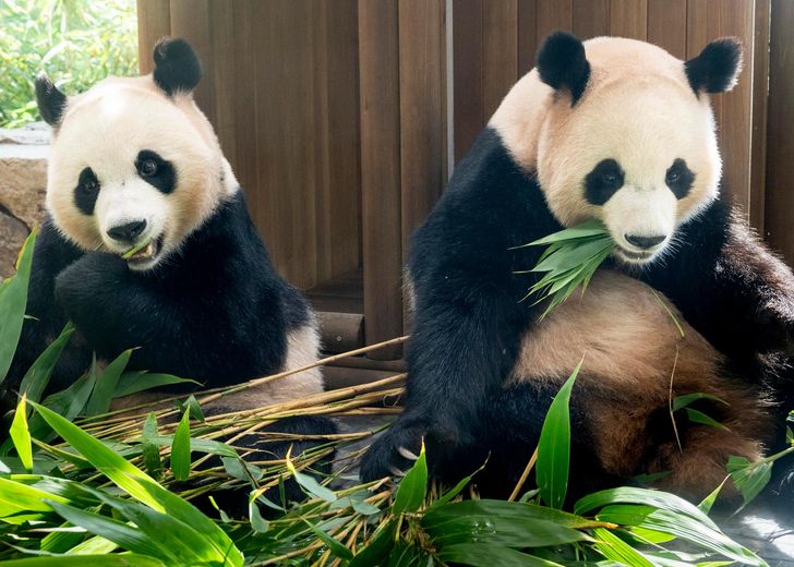 Korean born twin giant pandas Rui Bao and Hui Bao at Everland, an amusement park in Yongin, Gyeonggi Province / Courtesy of Samsung C&T