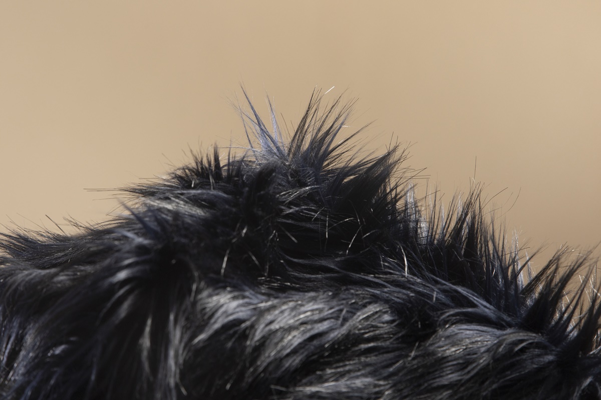 Escovação dos gatos reduz bolas de pelo e previne até problemas de saúde