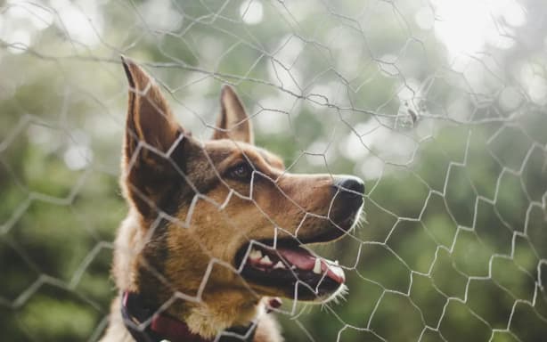 Candidato político mordido enquanto fazia campanha - veja como ele mudaria as leis de controle de cães