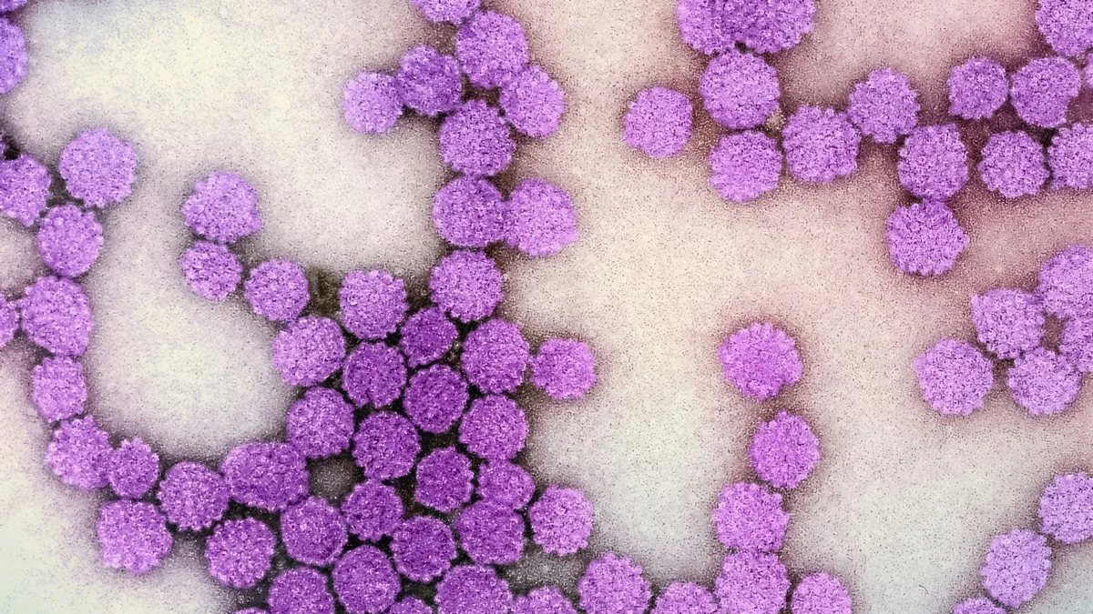Terapia epigenética pode reduzir atividade do vírus da hepatite B