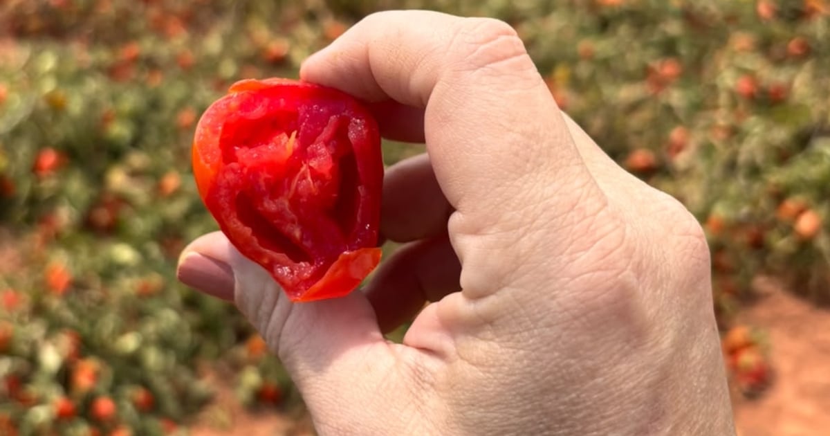 Tomate enfrenta mudanças no clima, e campo busca novas formas de adaptação
