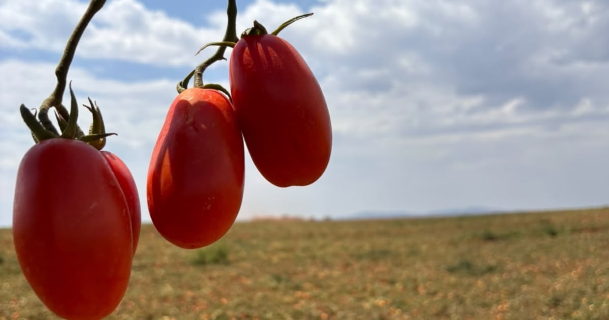 Do híbrido à colheita: como a tecnologia está mudando o cultivo do tomate