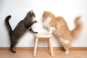 Saiba quais alimentos ajudam na digestão, longevidade e imunidade dos gatos