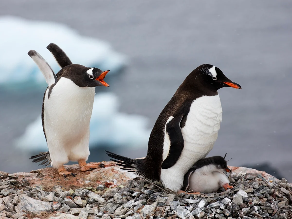 Pesquisadores descobrem nova espécie de pinguim pela 1ª vez em 100 anos