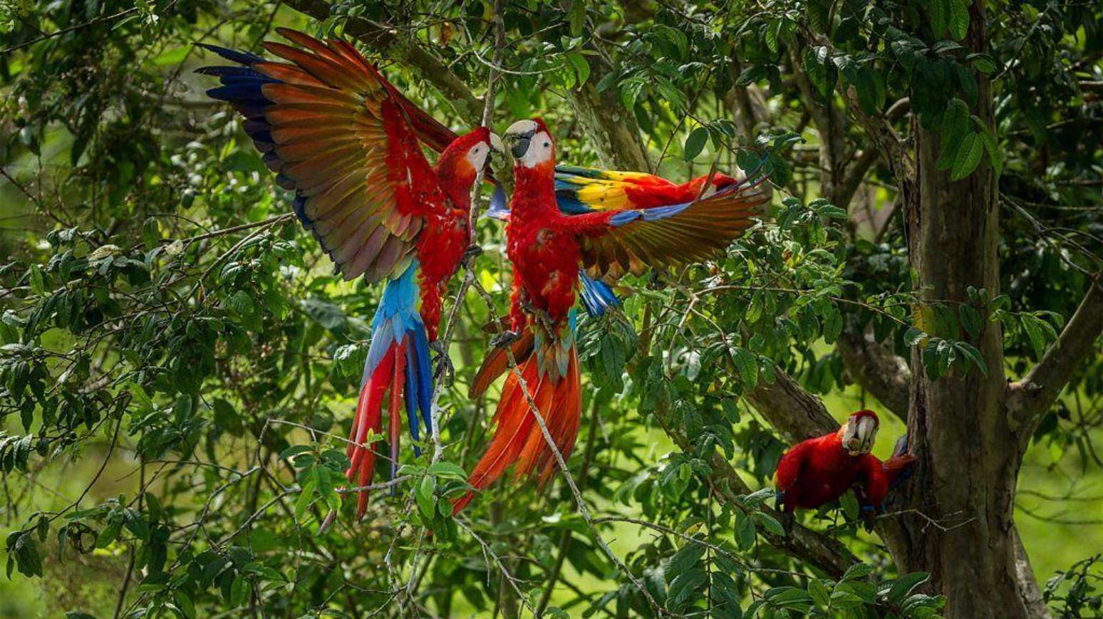 Duas araracangas, ou araras-vermelhas-pequenas, se bicando na floresta, com uma terceira observando do galho de uma árvore