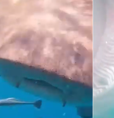 Tubarão engoliu câmera de turista chinês, nas Maldivas Foto: Reprodução/YouTube/dailymailcute