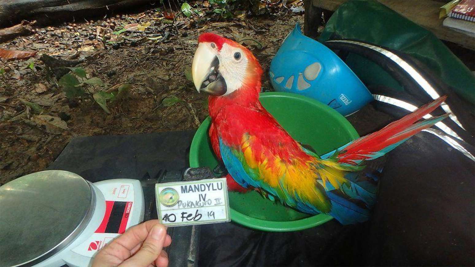Parker, com 75 dias, está pronto para sair do ninho