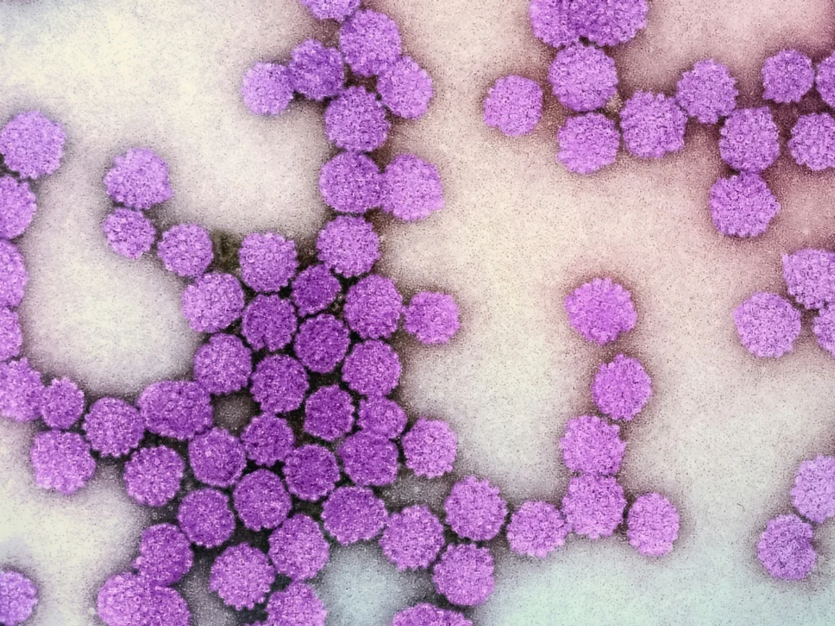 Terapia epigenética pode reduzir atividade do vírus da hepatite B