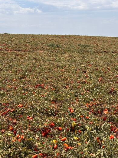 Tomate enfrenta mudanças no clima, e campo busca novas formas de adaptação