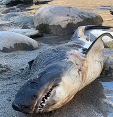 O tubarão-salmão foi descoberto nas margens do rio Salmon em Riggins, Idaho Foto: Reprodução/Departamento de Pesca e Caça de Idaho