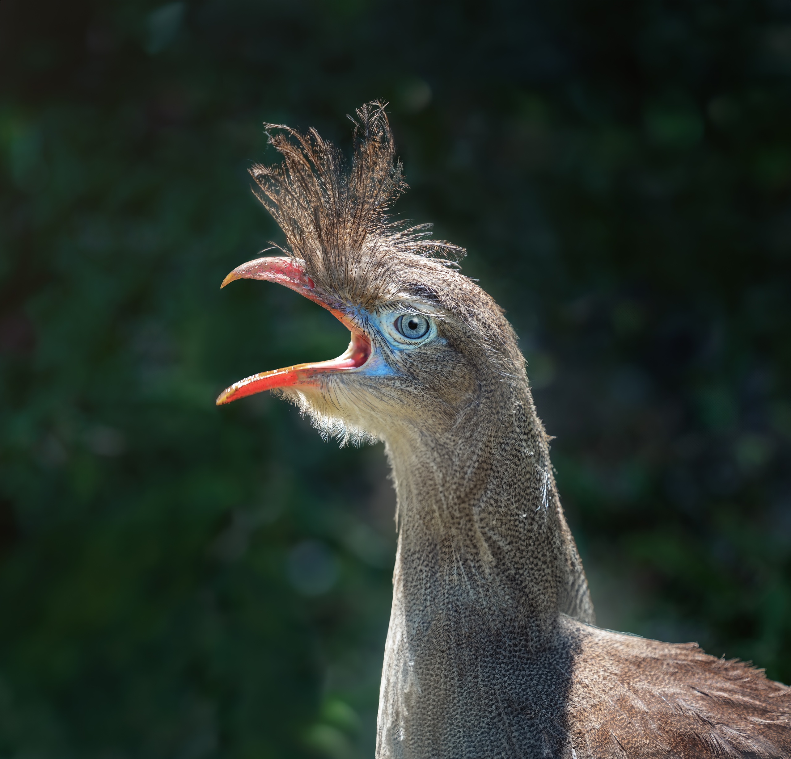 Estudo aponta que duas aves brasileiras estão entre as mais barulhentas