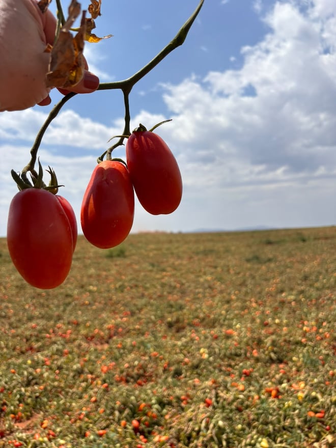 Do híbrido à colheita: como a tecnologia está mudando o cultivo do tomate