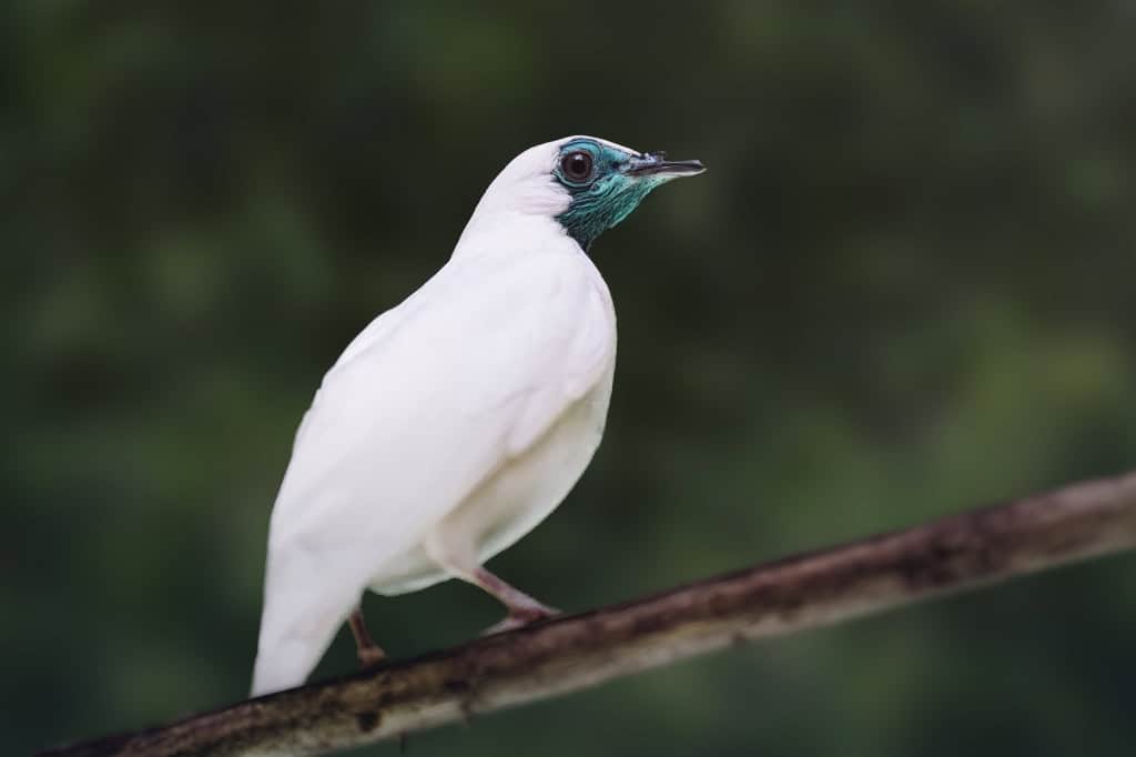 Estudo aponta que duas aves brasileiras estão entre as mais barulhentas