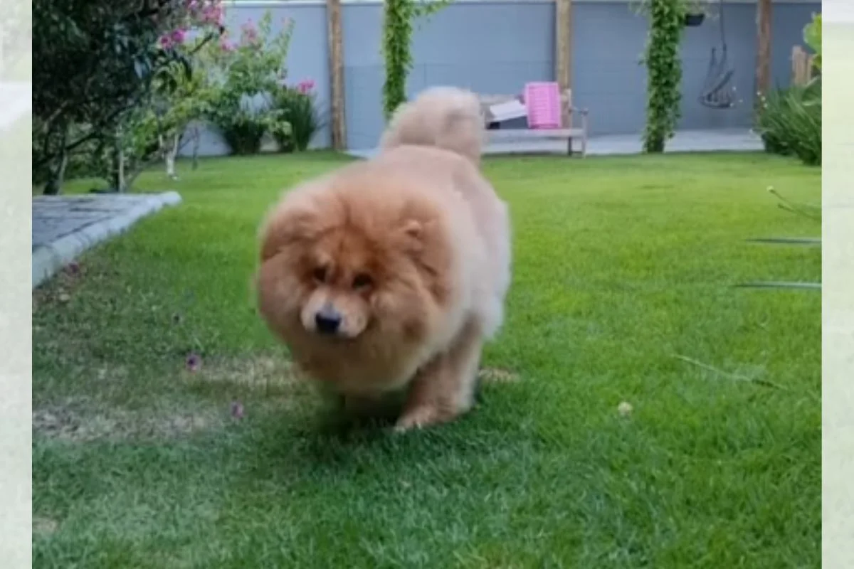 Imagem da matéria: Chow-chow resgatado em estado grave passa por transformação impressionante